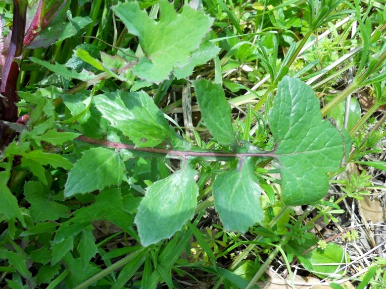 asterace 2 - Sonchus sp.